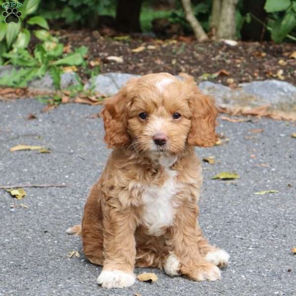 Cherrie, Cockapoo Puppy